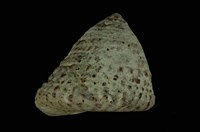 藏品(血斑鐘螺)的圖片